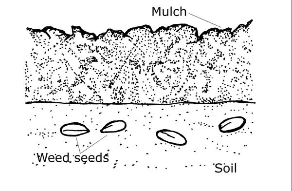 drawing of mulch layer above soil with weed seeds